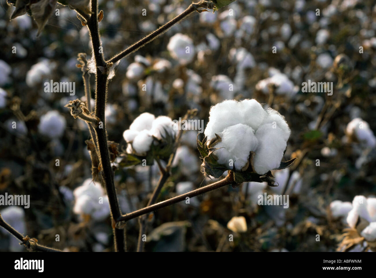 California Cotton field Stock Photo Alamy