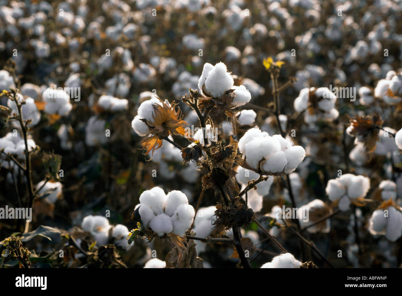 California Cotton field Stock Photo Alamy