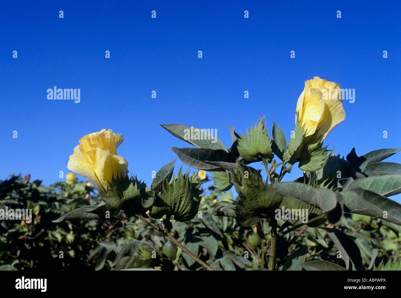 California cotton blossoms Stock Photo Alamy