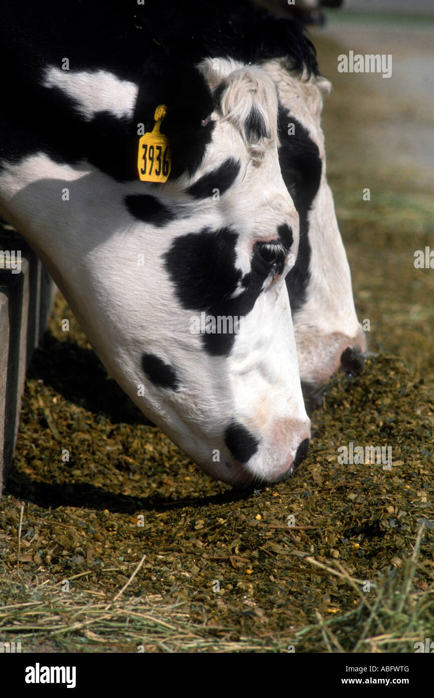 Cows feeding on silage Stock Photo Alamy