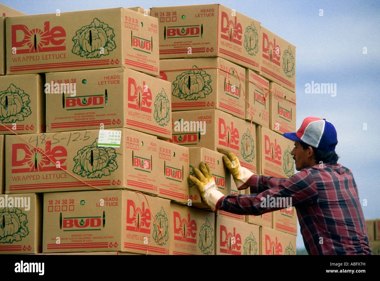 A worker stacks cardboard boxes of Iceberg Head lettuce in a California