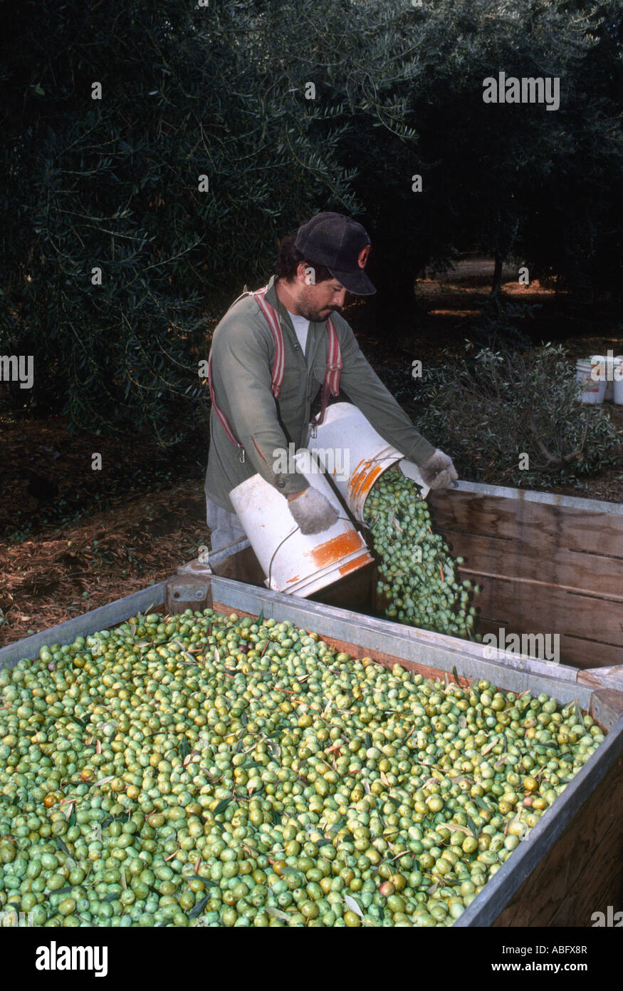 Worker empties bucket of fresh harvested California olives Stock Photo