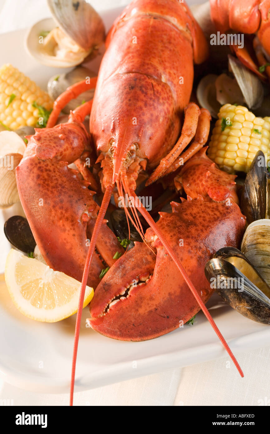 Still life of lobster and clams Stock Photo Alamy