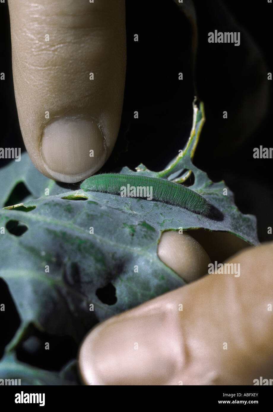 Cabbage Looper and damage to crop Stock Photo