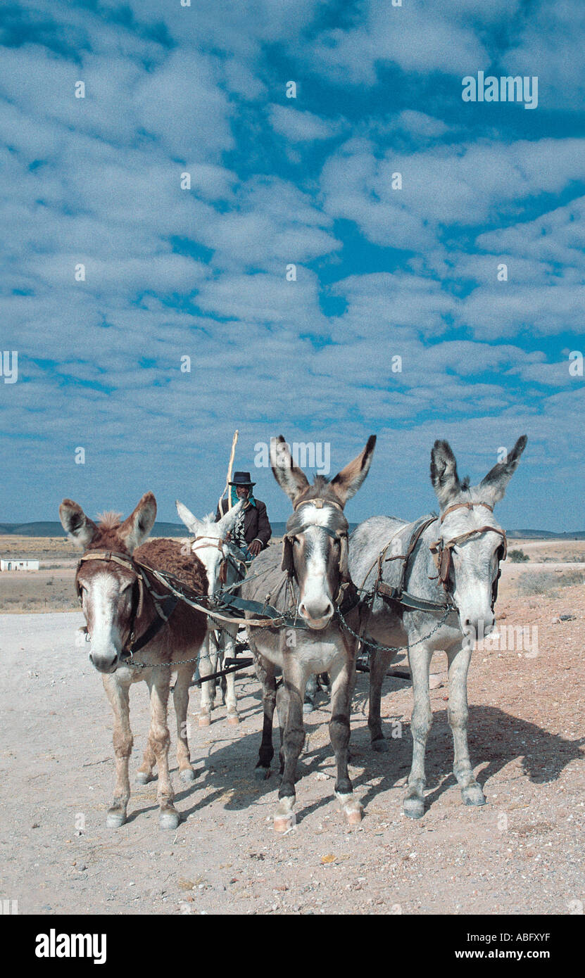 Traditional donkey cart on the road from Namib to Windhoek Namibia south west Africa Stock Photo