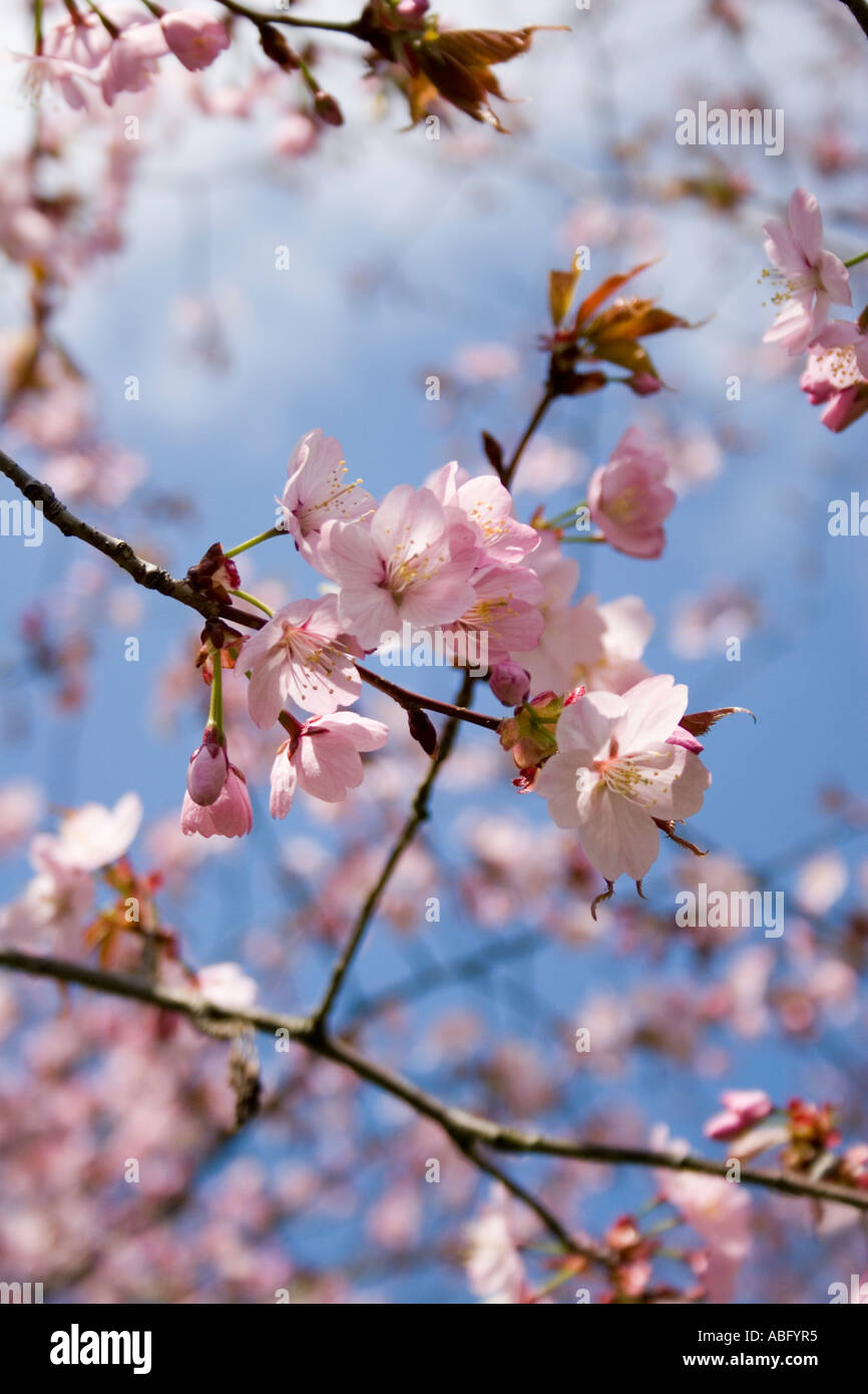 Early blossoms hi-res stock photography and images - Alamy