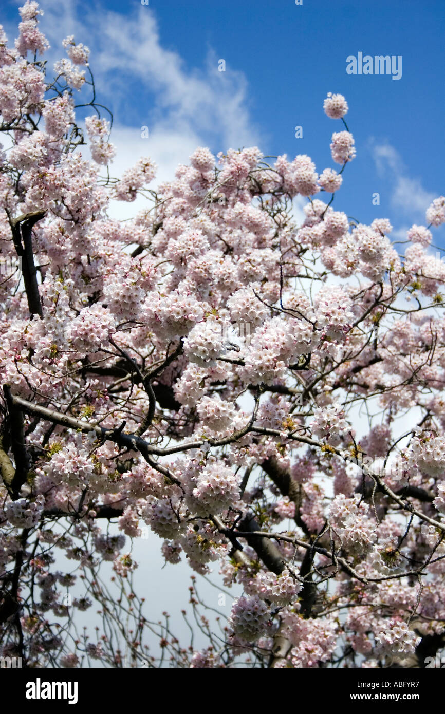Cherry blossom spring early hi-res stock photography and images - Alamy