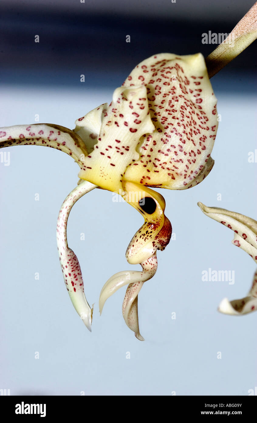 Stanhopea oculata orchid Stock Photo