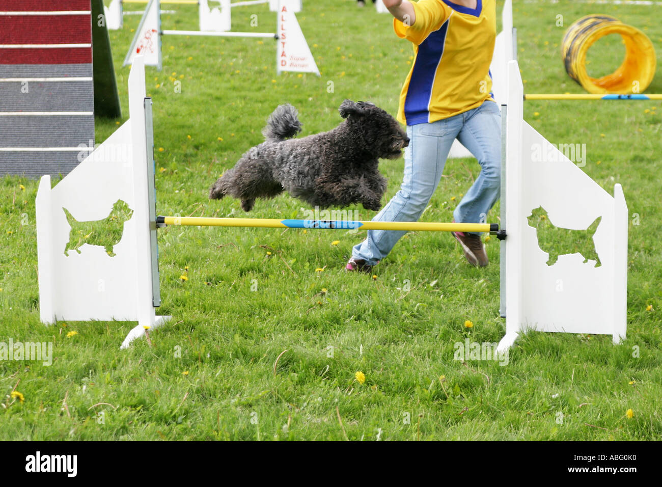 Dog jumping over a bar while competing at an agility dog show Stock