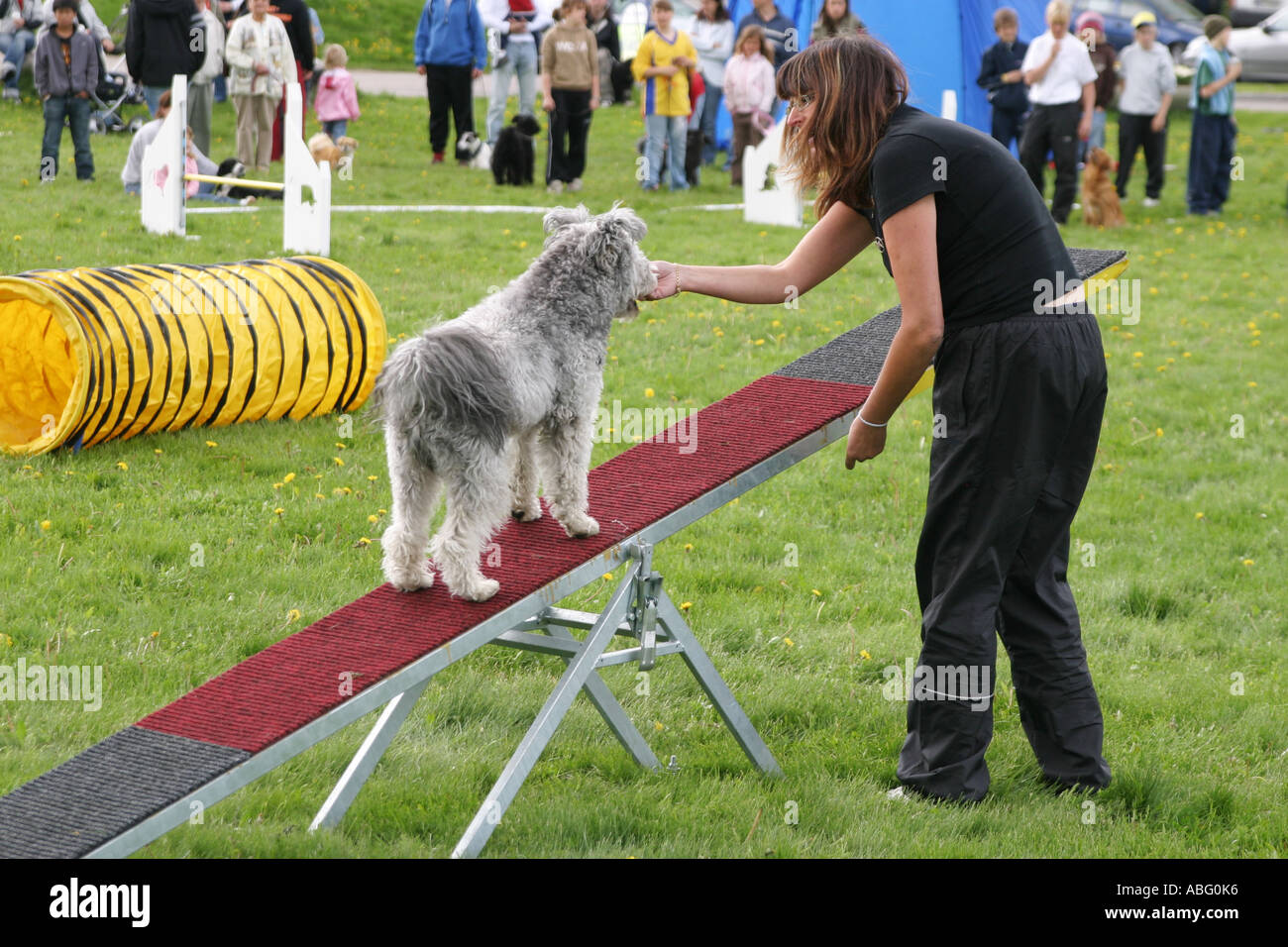 Dog standing on the teeter totter while competing at an agility dog