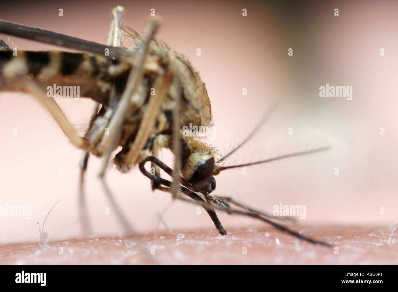 Extreme close up of a mosquito sucking blood from a human Stock Photo