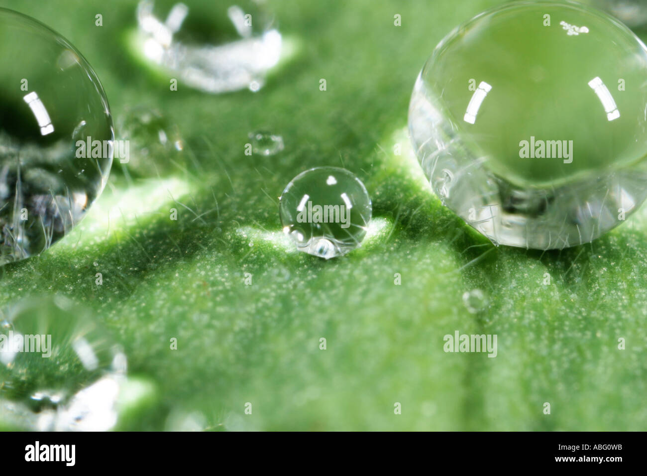 Water droplets in a dewcup Stock Photo