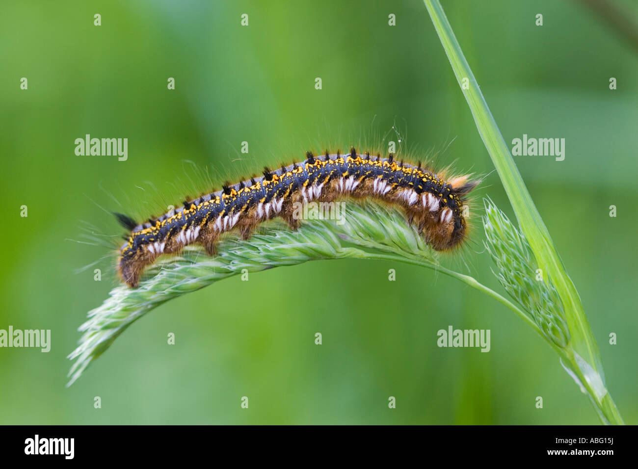 Drinker moth caterpillar on grass seed stem Stock Photo