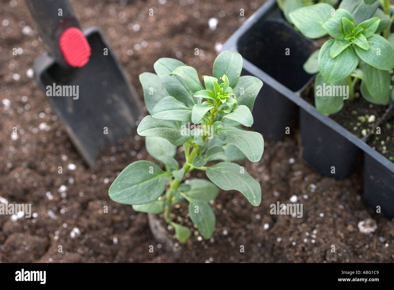 Snapdragon seedlings hi-res stock photography and images - Alamy