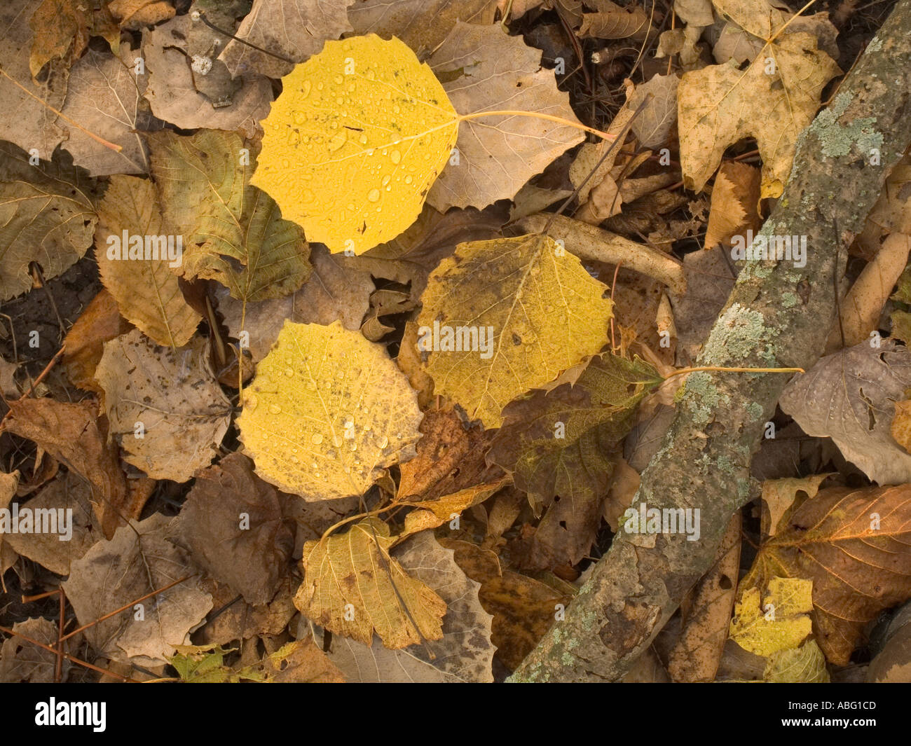 Fallen leaves on forest floor in autumn Yellow leaves are bigtooth aspen Big Woods State Park Minnesota USA Stock Photo
