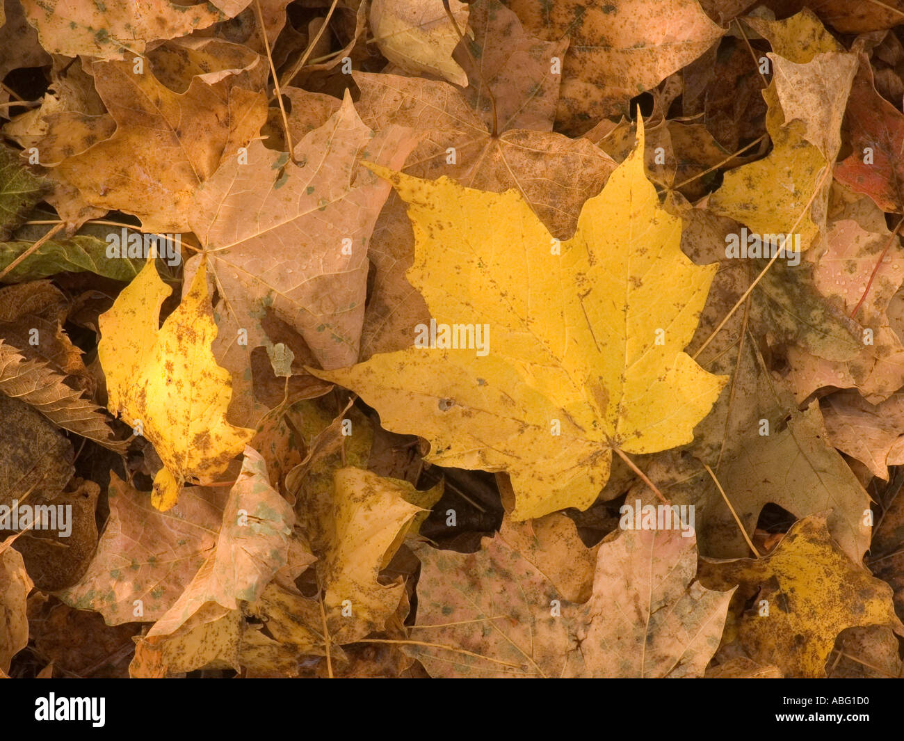 Fallen leaves on forest floor in autumn Yellow leaf is sugar maple Big Woods State Park  Minnesota USA Stock Photo