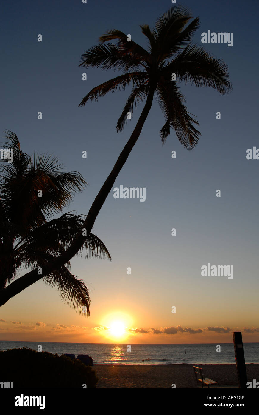Florida sunrise with palm trees Stock Photo - Alamy