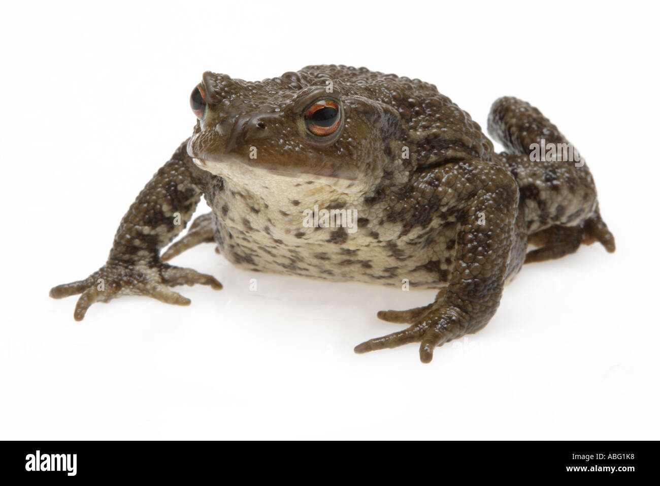 Common Toad Stock Photo