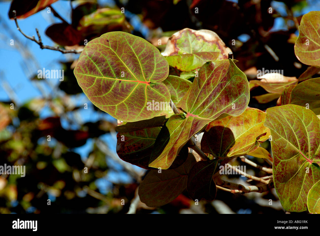Fig tree leaves Stock Photo