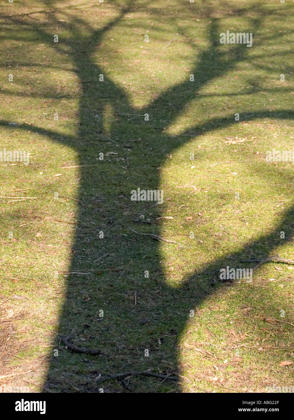 Shadow and trees hi-res stock photography and images - Alamy