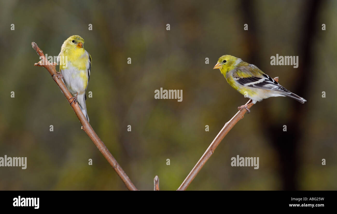 Two Goldfinches on a sumac branch in spring Stock Photo