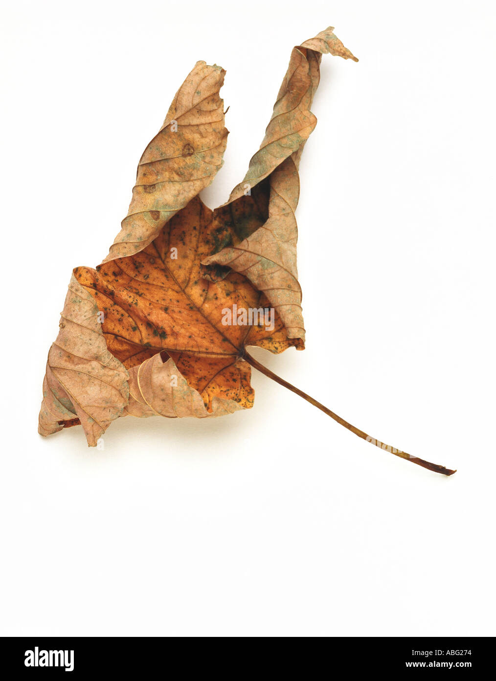 autumn leaf golden colourful fallen tree white background Stock Photo
