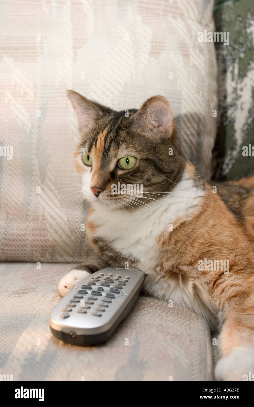 Calico cat on couch with remote control Stock Photo Alamy