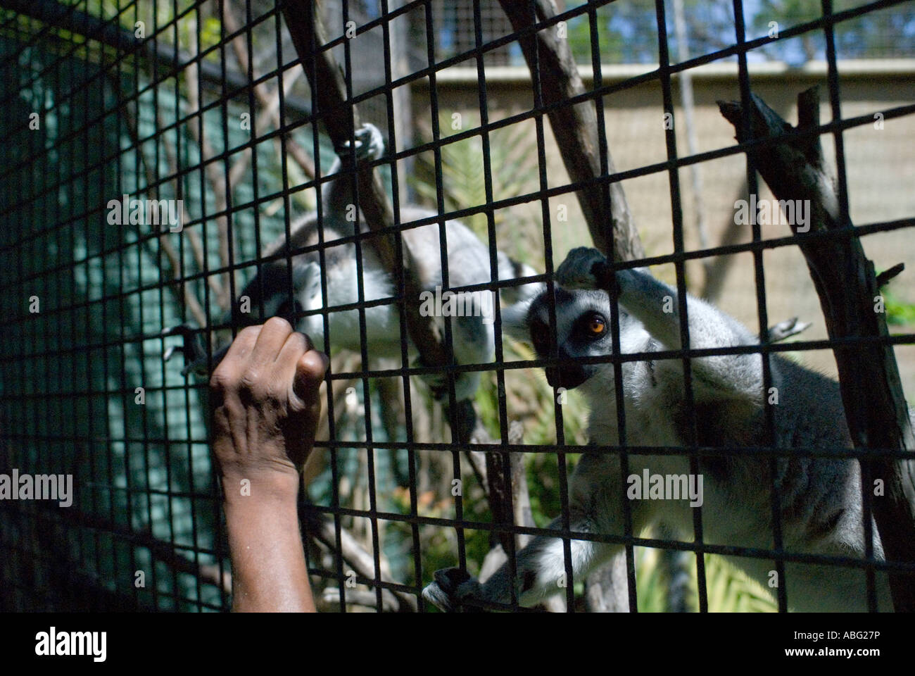 Illustration of Creative Lemur Cage Ideas With Tubes
