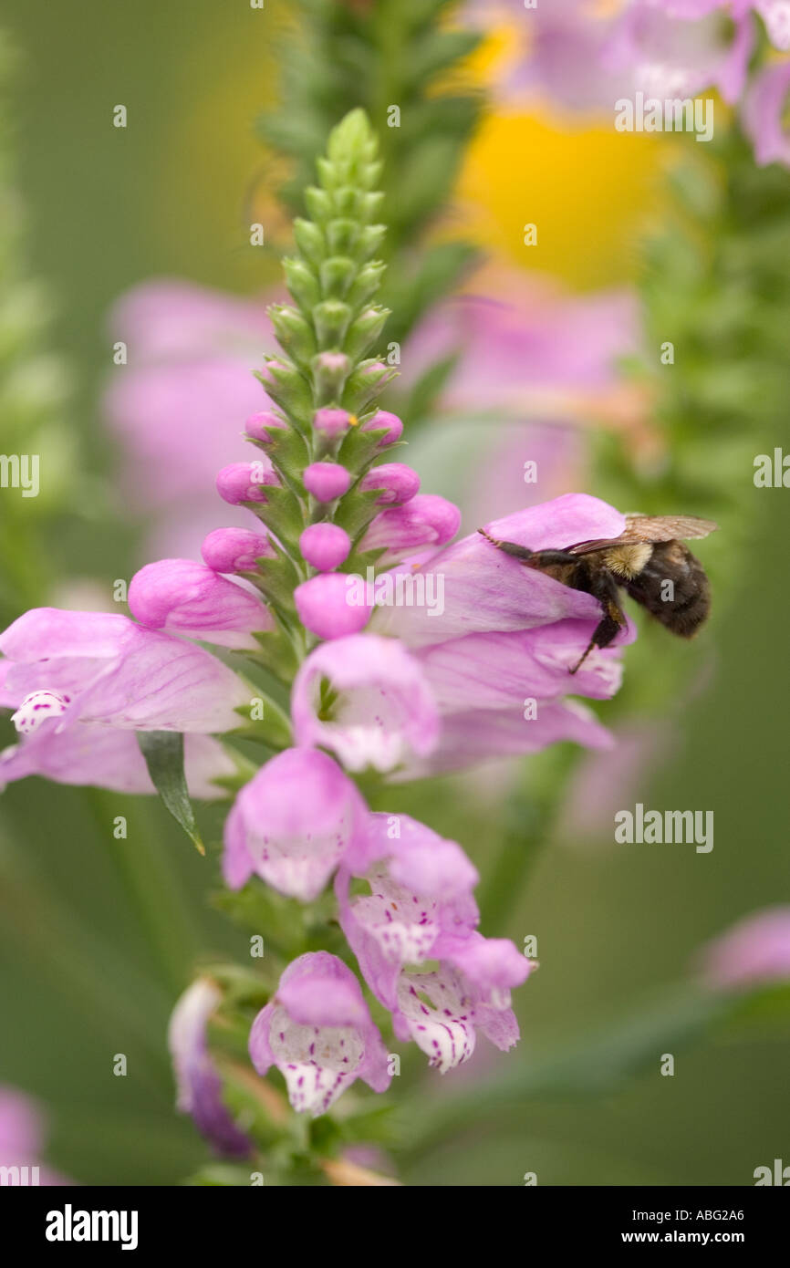 Bumble bee in false dragonhead flower Stock Photo