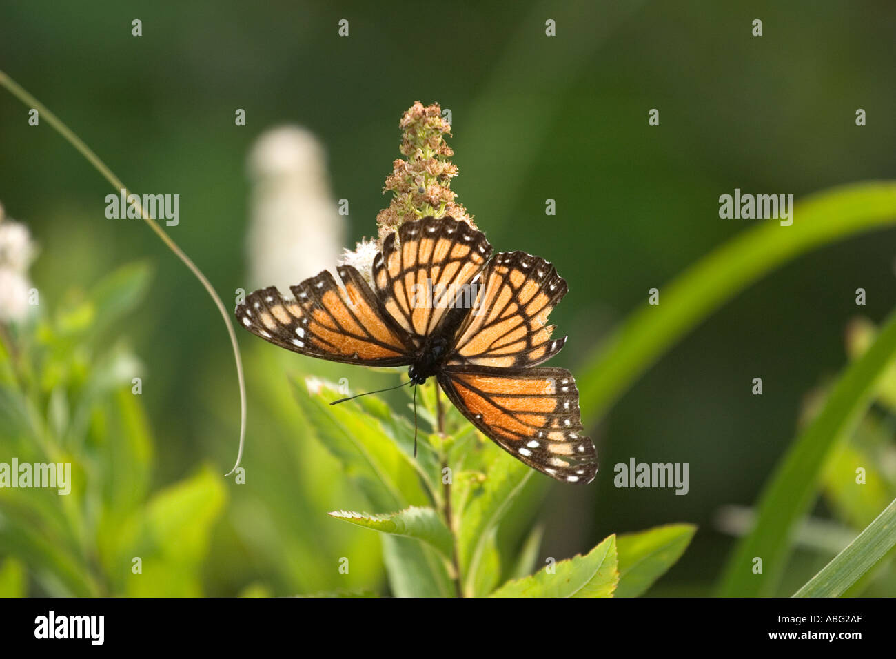Caterpillar Viceroy Butterfly Stock Photos & Caterpillar Viceroy