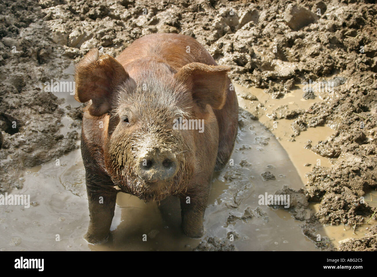 Red Weaner Pig Sitting in Mud Puddle Stock Photo