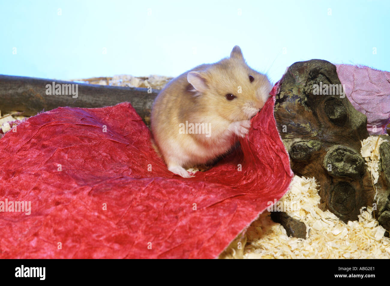 Campbells Hamster Pulls On A Piece Of Red Matter Material Stuff Stock Photo Alamy