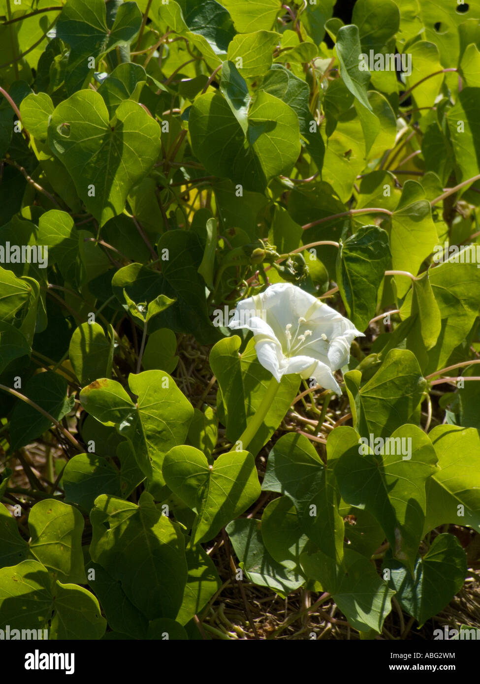 moonvine moon vine white flowering Ipomoea alba Stock Photo Alamy