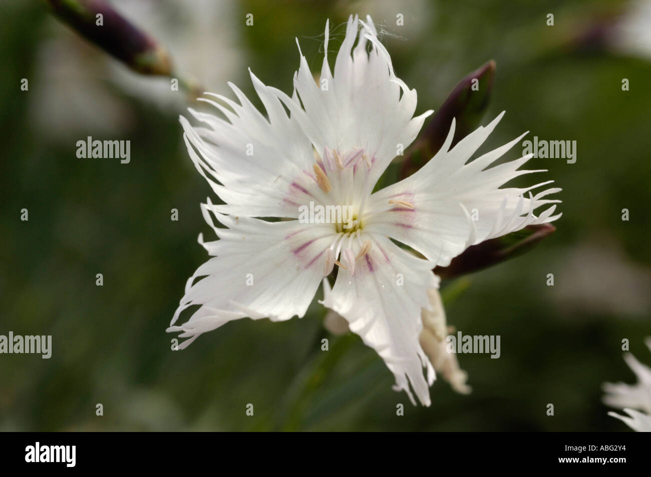 White alpine pink flower close up Caryophyllaceae Dianthus pavonius Alp range Stock Photo