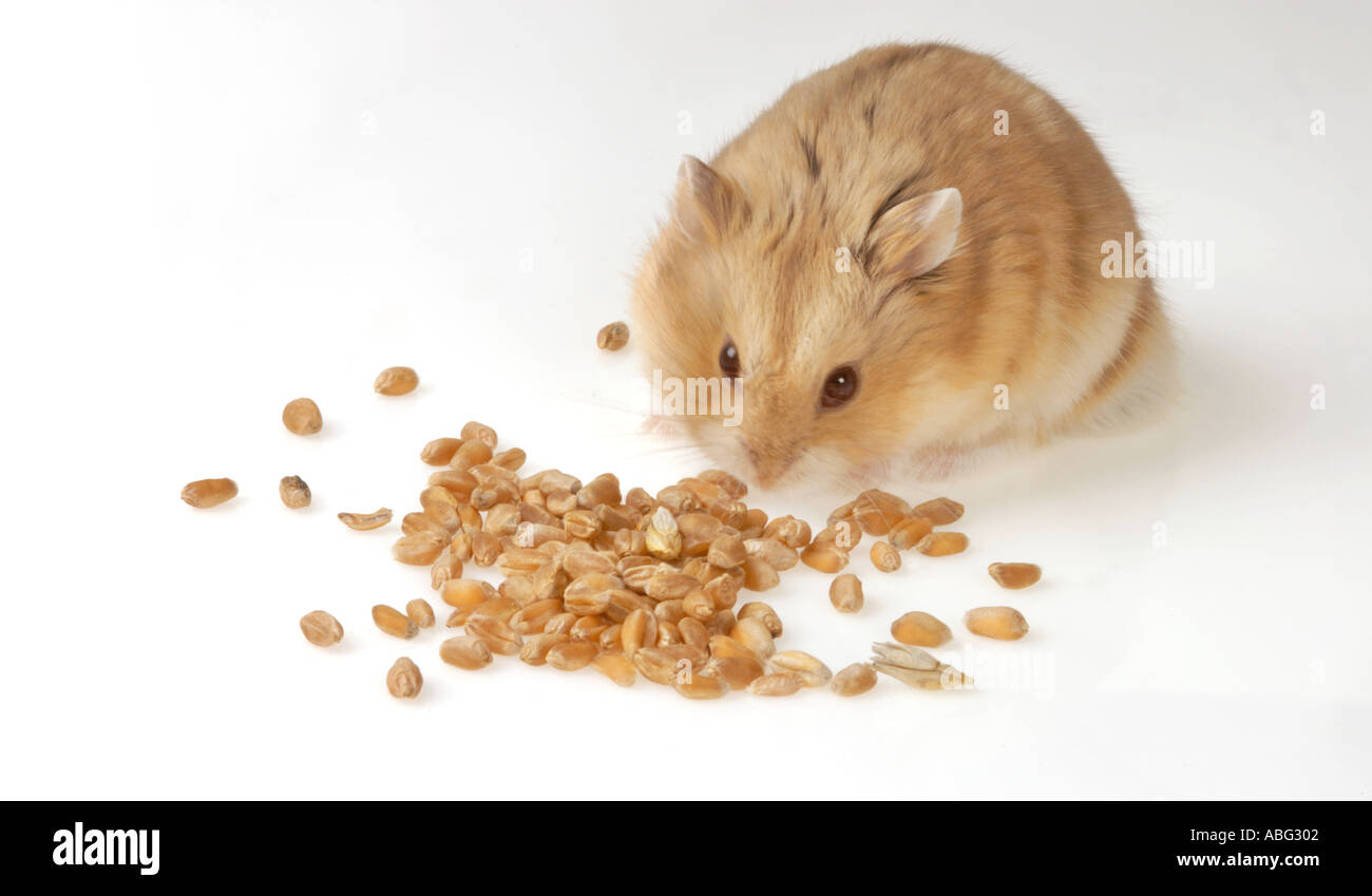 single one 1 CAMPBELLS HAMSTER on white is eating some corns Stock