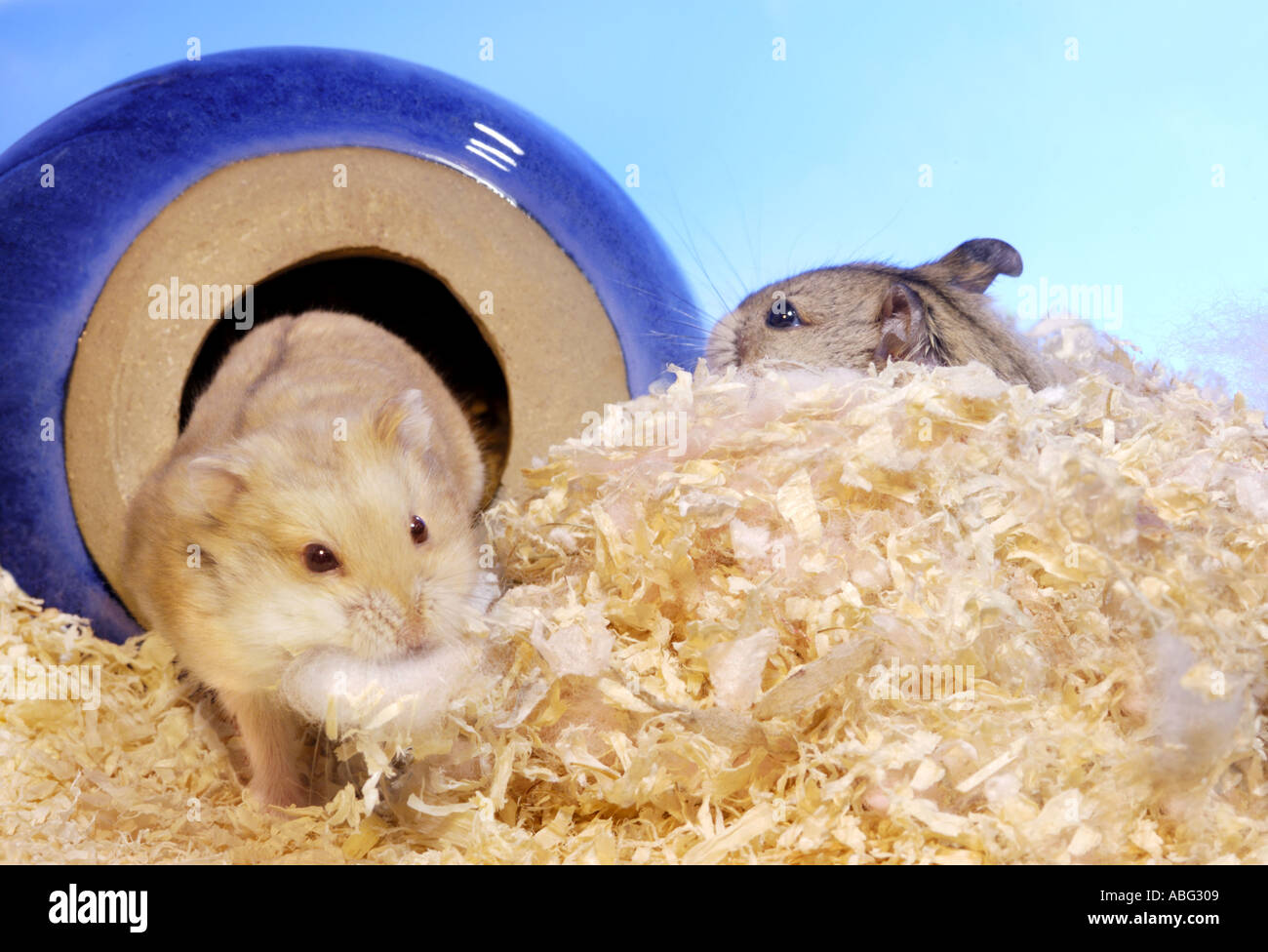 hamster nesting material