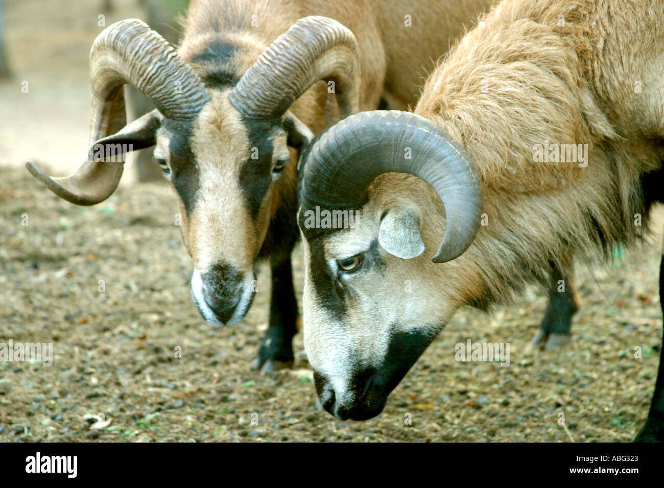 Butting heads hires stock photography and images Alamy