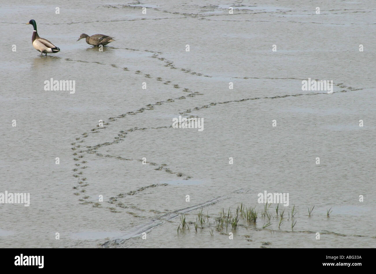 Male and female Mallard ducks waddling through marshland Stock Photo