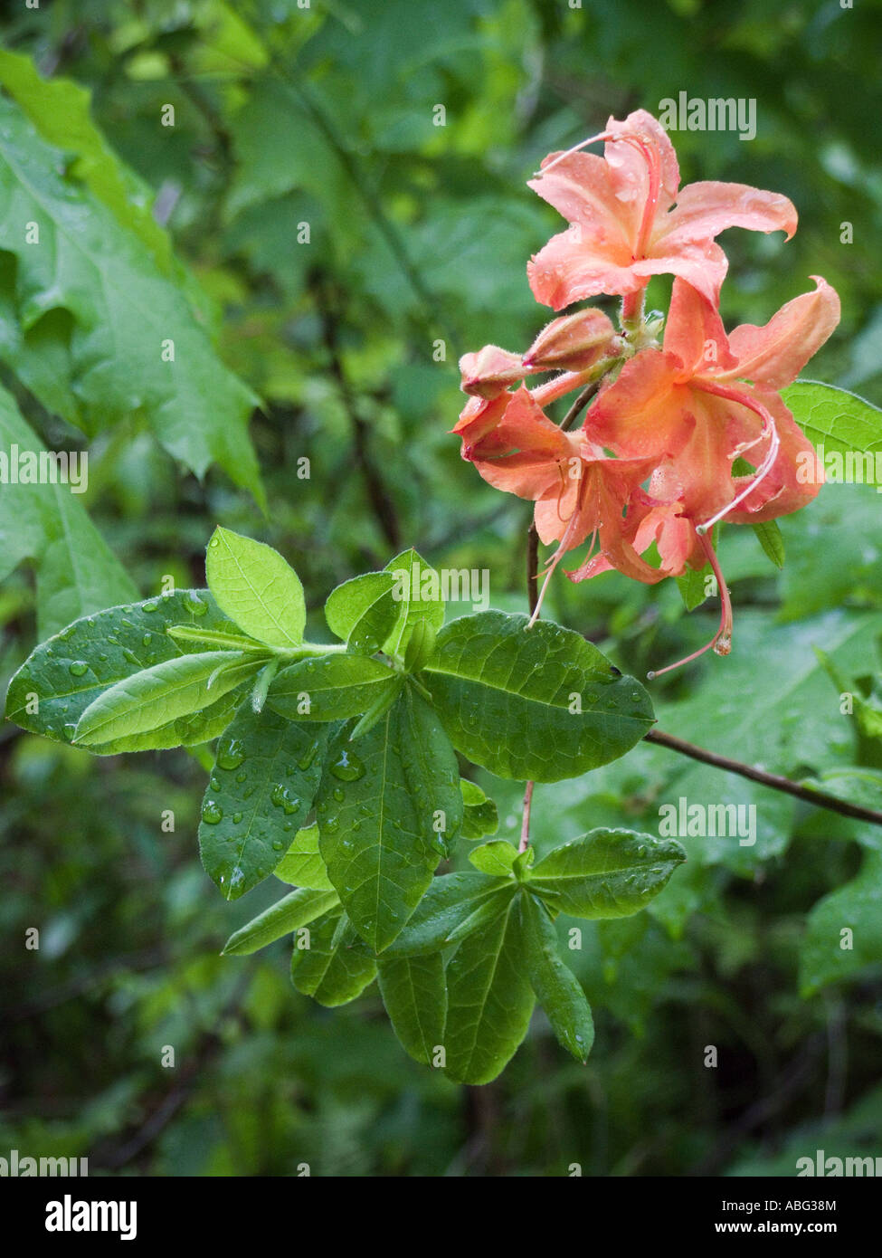 Flame Azalea Rhododendron calendulaceum flower and leaves NC Stock Photo