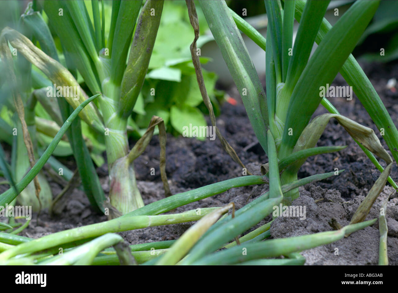leek leeks ready for cropping Stock Photo
