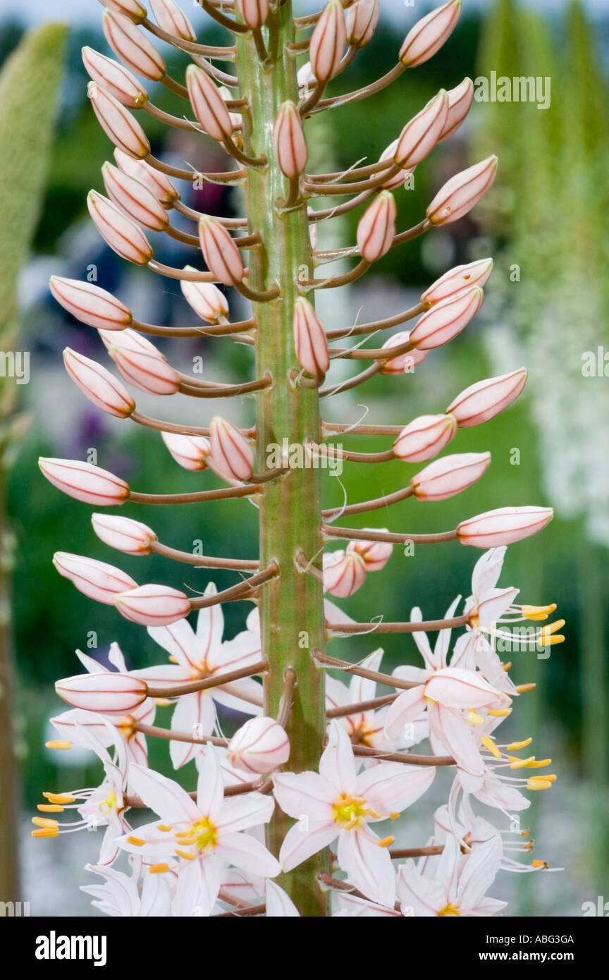 Foxtail lily eremurus robustus hi-res stock photography and images - Alamy