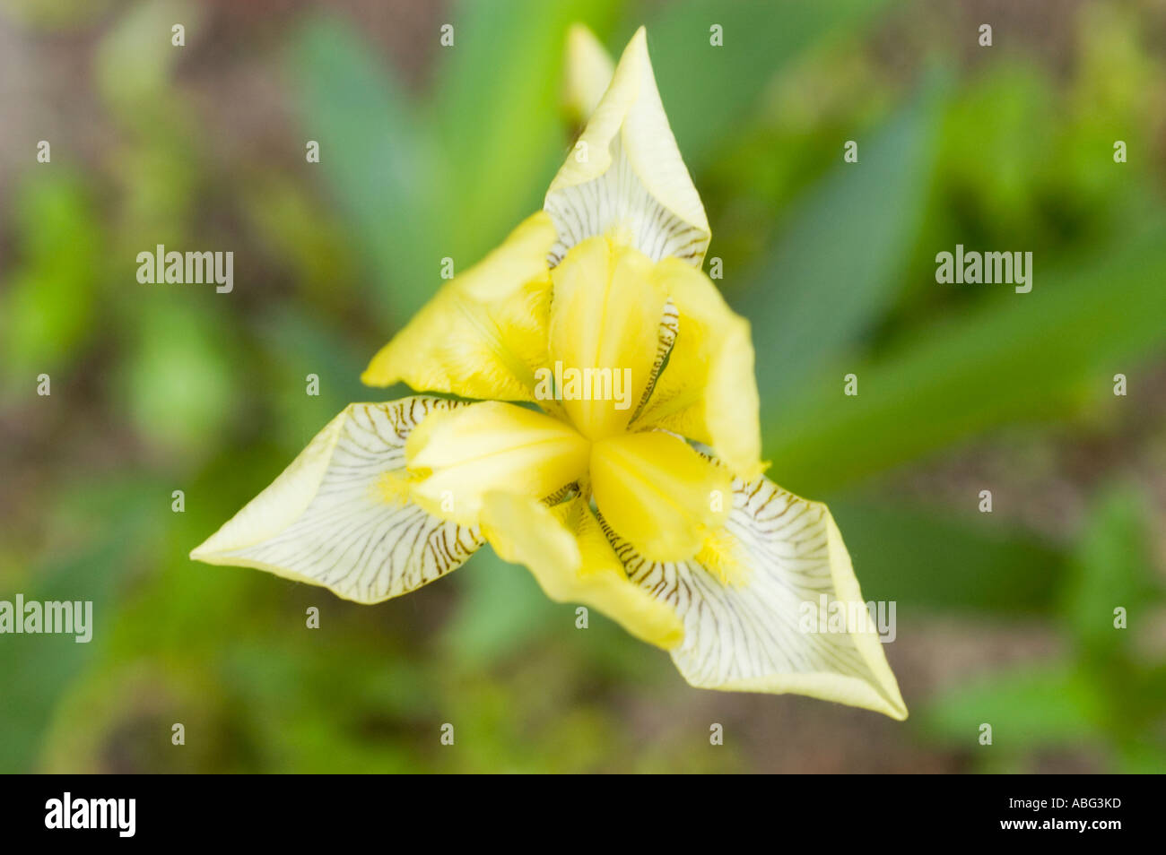 Featuring intricate white veins hi-res stock photography and images - Alamy