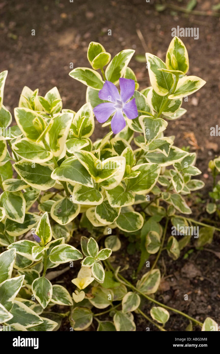 Violet blue flower of Greater periwinkle Apocynaceae Vinca major Variegata Europe Asia Caucasian range Stock Photo