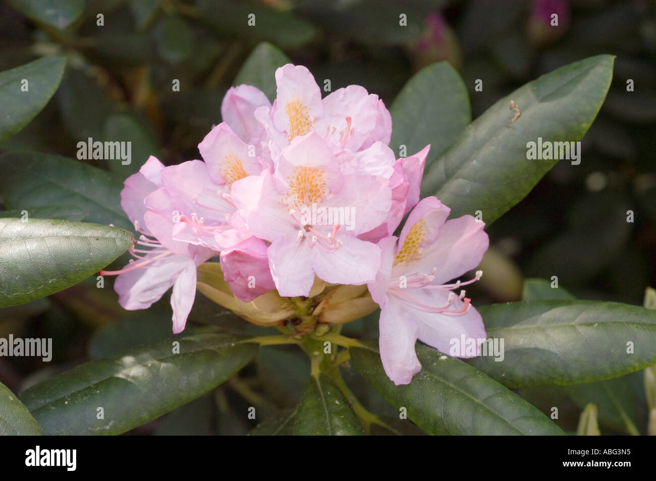 Pink azalea Ericaceae Rhododendron Norma Stock Photo