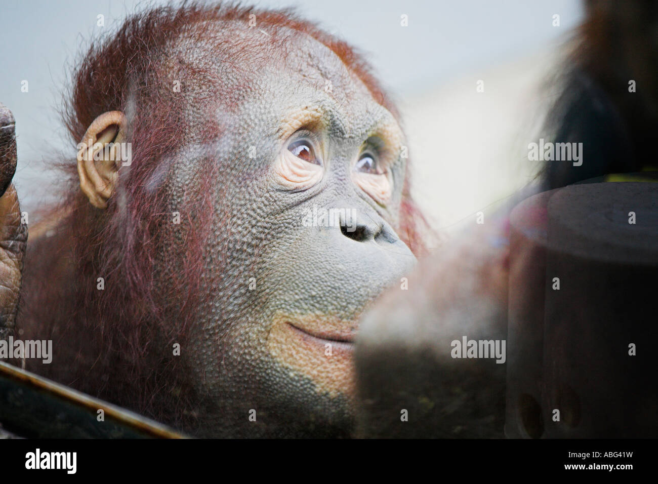 A Questioning Look Stock Photo - Alamy