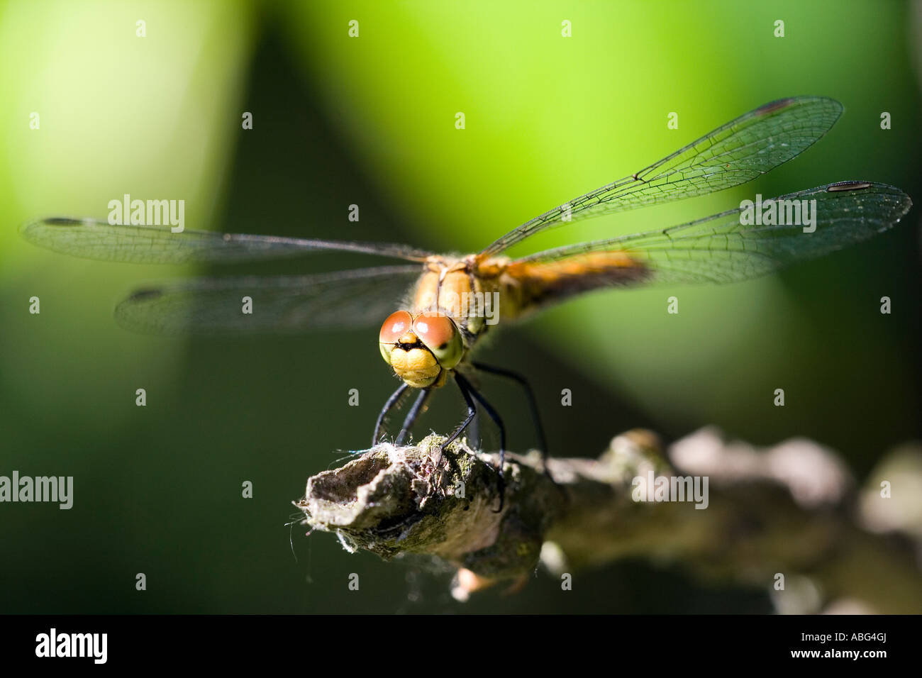 Yellow dragonfly on the tip of a small branch Stock Photo - Alamy
