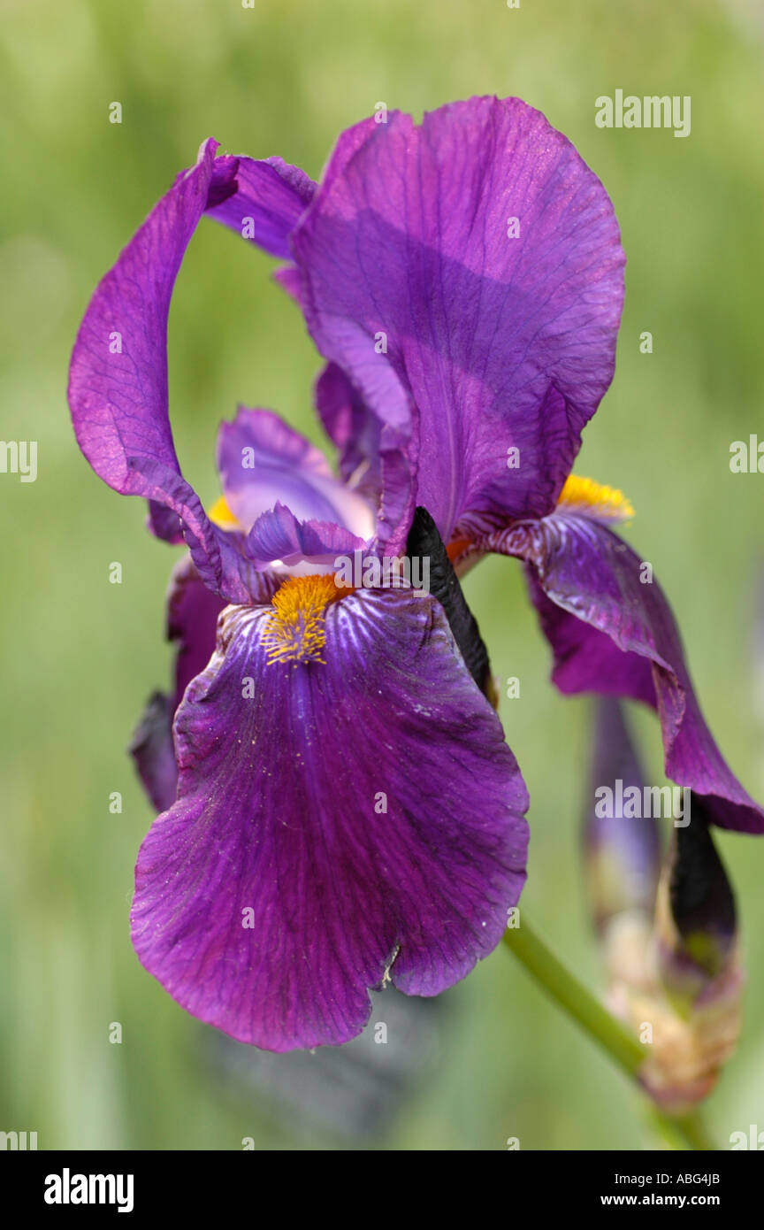 Close-up of a vibrant Violet Iridaceae Barbata Elatior Iris Inspiration flower blooming in a garden with a blurred green background. Stock Photo