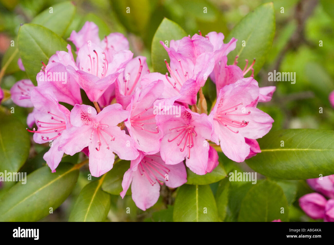 Rhododendron simsii hi-res stock photography and images - Alamy