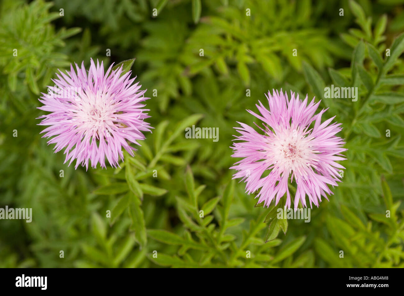 Pink bachelors button (Centaurea pulcherrima) flowers blooming in a ...