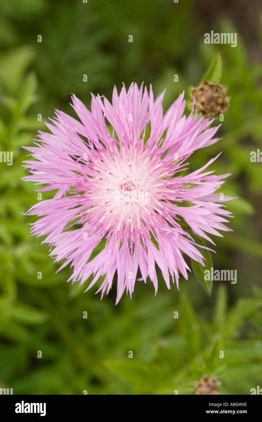 pink bachelors button Asteraceae Centaurea pulcherrima Caucasian range ...